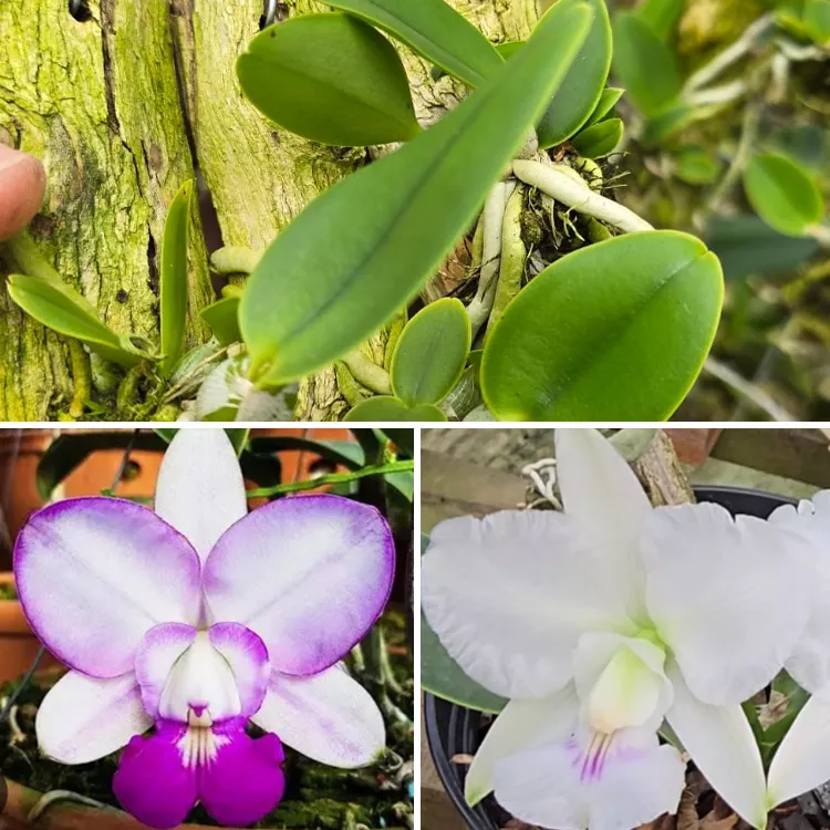 C.w feiticeira perfect blush x alan x gravatinha - Tamanho 2