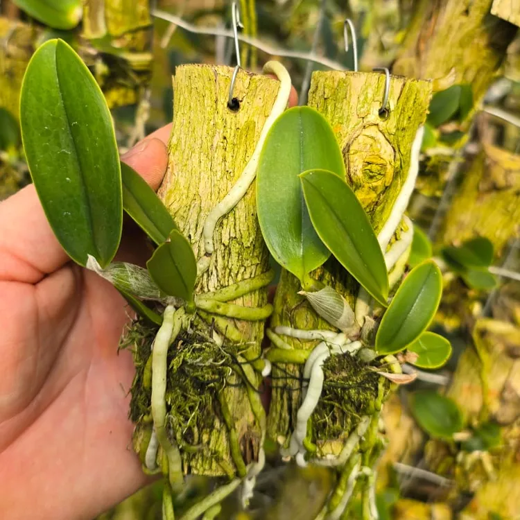 C.w semi alba calimam x feiticeira tokutsu - Tamanho 2 - Imagem 2