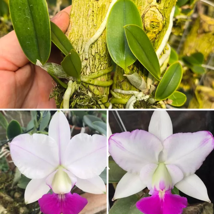 C.w semi alba calimam x feiticeira tokutsu - Tamanho 2