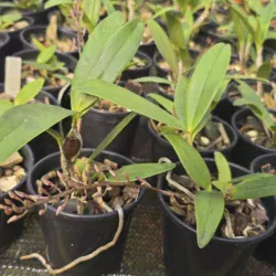 Epidendrum stanfordianum rosa - Adulto - Imagem 2