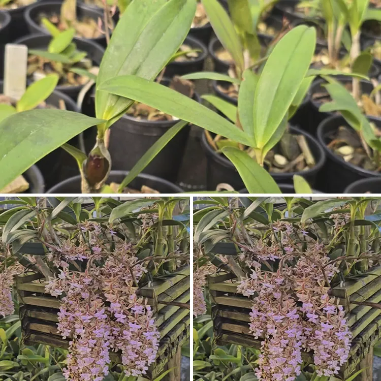 Epidendrum stanfordianum rosa - Adulto