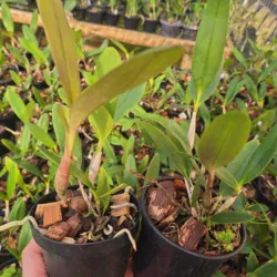 Epidendrum stanfordianum tipo - Adulto - Imagem 2