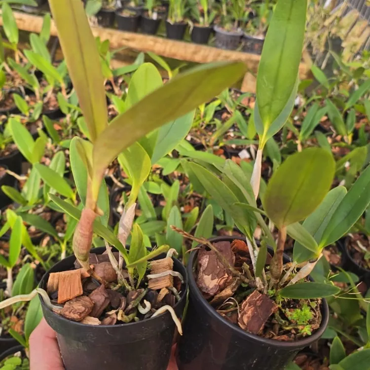 Epidendrum stanfordianum tipo - Adulto - Imagem 2