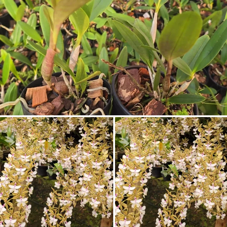 Epidendrum stanfordianum tipo - Adulto