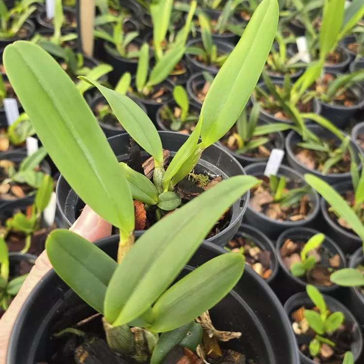 Luedmaniana cerulea bresca x luedmaniana cerulea cosmica - Imagem 2
