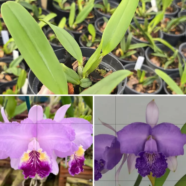 Luedmaniana cerulea bresca x luedmaniana cerulea cosmica