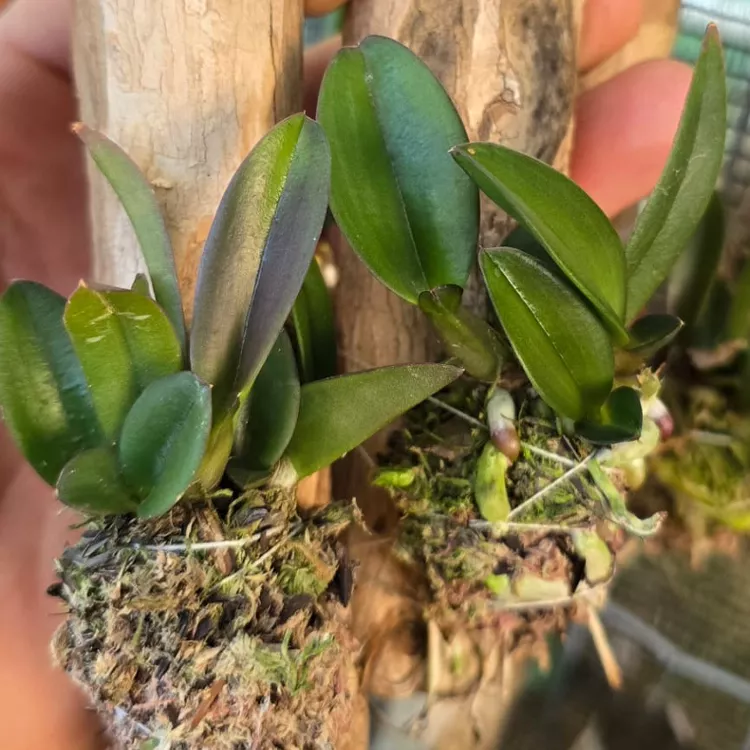 Sincorana rubra x self - Tamanho 1 Para 2 - Imagem 2