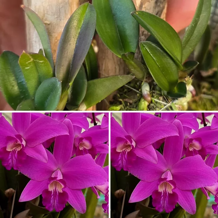 Sincorana rubra x self - Tamanho 1 Para 2
